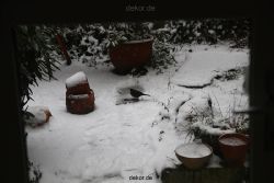 voegel-im-garten-2012-amseln-winter-015