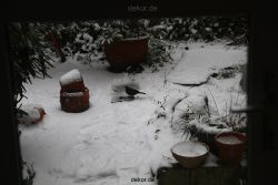 voegel-im-garten-2012-amseln-winter-016