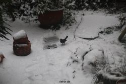 voegel-im-garten-2012-amseln-winter-017