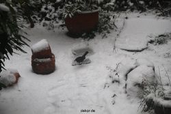 voegel-im-garten-2012-amseln-winter-018