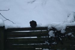 voegel-im-garten-2012-amseln-winter-019