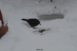 voegel-im-garten-2012-amseln-winter-020