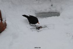 voegel-im-garten-2012-amseln-winter-022