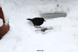voegel-im-garten-2012-amseln-winter-023
