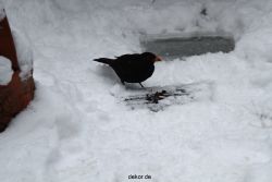 voegel-im-garten-2012-amseln-winter-024
