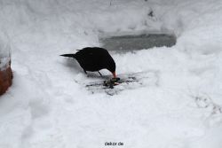 voegel-im-garten-2012-amseln-winter-025