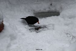 voegel-im-garten-2012-amseln-winter-026