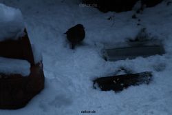 voegel-im-garten-2012-amseln-winter-027