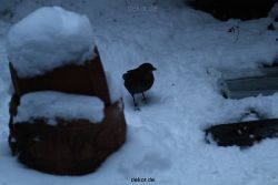 voegel-im-garten-2012-amseln-winter-028