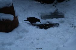 voegel-im-garten-2012-amseln-winter-029