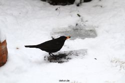 voegel-im-garten-2012-amseln-winter-030