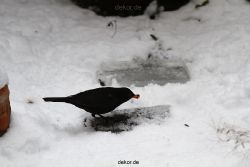 voegel-im-garten-2012-amseln-winter-031