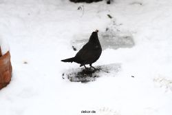 voegel-im-garten-2012-amseln-winter-033