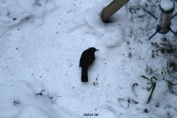 voegel-im-garten-2012-amseln-winter-035