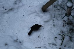 voegel-im-garten-2012-amseln-winter-036