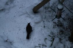 voegel-im-garten-2012-amseln-winter-037
