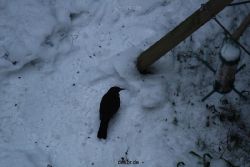 voegel-im-garten-2012-amseln-winter-038