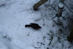 voegel-im-garten-2012-amseln-winter-039