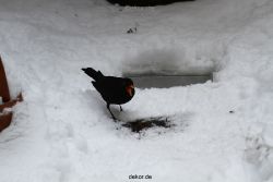 voegel-im-garten-2012-amseln-winter-041