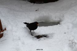 voegel-im-garten-2012-amseln-winter-042