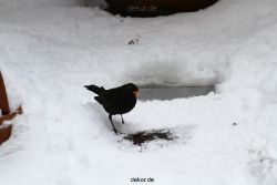 voegel-im-garten-2012-amseln-winter-043