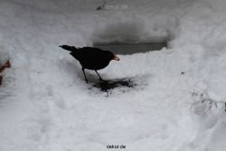 voegel-im-garten-2012-amseln-winter-044