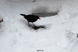 voegel-im-garten-2012-amseln-winter-045