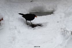 voegel-im-garten-2012-amseln-winter-046