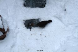 voegel-im-garten-2012-amseln-winter-048