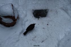 voegel-im-garten-2012-amseln-winter-049