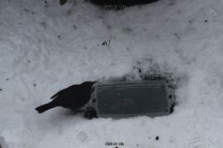 voegel-im-garten-2012-amseln-winter-054