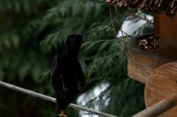 voegel-im-garten-2012-amseln-winter-057