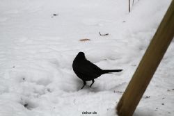voegel-im-garten-2012-amseln-winter-058