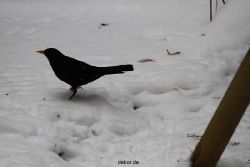 voegel-im-garten-2012-amseln-winter-059