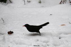 voegel-im-garten-2012-amseln-winter-060