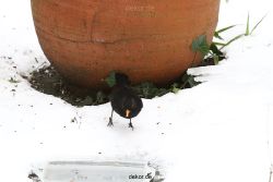 voegel-im-garten-2012-amseln-winter-061