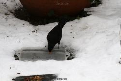 voegel-im-garten-2012-amseln-winter-062