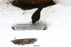 voegel-im-garten-2012-amseln-winter-063