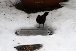 voegel-im-garten-2012-amseln-winter-064