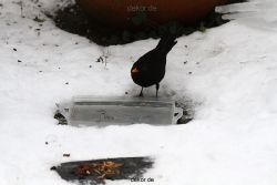 voegel-im-garten-2012-amseln-winter-065