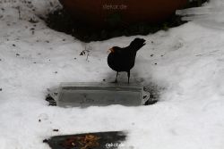 voegel-im-garten-2012-amseln-winter-067