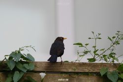 voegel-im-garten-2012-amseln-003