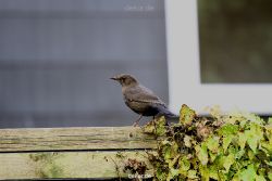 voegel-im-garten-2012-amseln-006