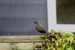 voegel-im-garten-2012-amseln-007