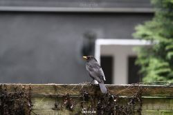 voegel-im-garten-2012-amseln-019