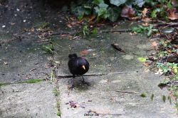 voegel-im-garten-2012-amseln-022