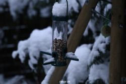 voegel-im-garten-2012-der-garten-winter-005