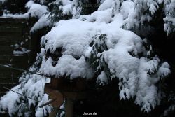 voegel-im-garten-2012-der-garten-winter-006