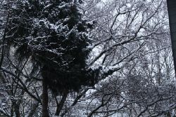 voegel-im-garten-2012-der-garten-winter-008