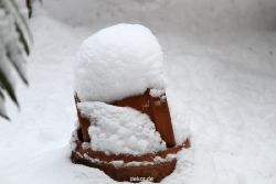 voegel-im-garten-2012-der-garten-winter-009
